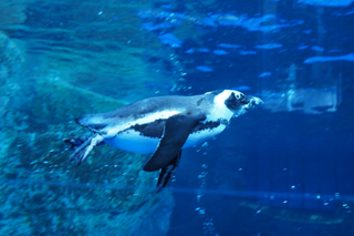 ■京都水族館